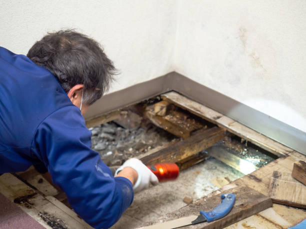 Best Mold Cleaning Services  in Hudson, PA