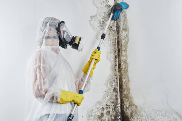 Best Mold Damage Repair  in Hudson, PA