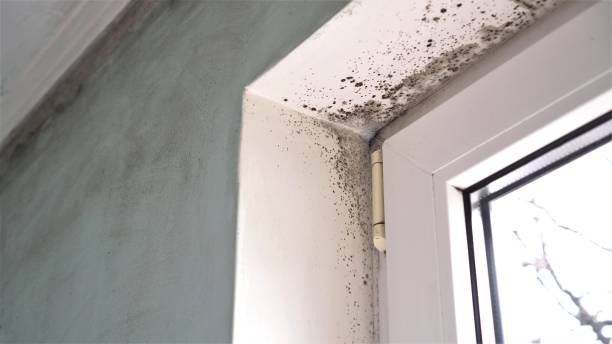 Trusted Hudson, PA Mold Removal Experts