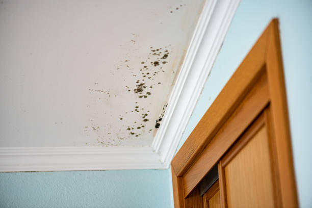 Best Certified Mold Removal  in Hudson, PA
