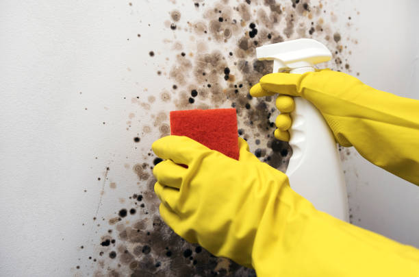 Best Local Mold Removal Service  in Hudson, PA