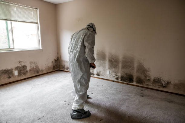 Best Black Mold Removal  in Hudson, PA